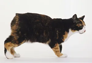 Manx cat standing, tortoiseshell and white fur, pink nose, small ears Manx cat standing, tortoiseshell and white fur, pink nose, small ears