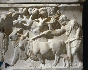 Marble sarcophagus with relief depicting legend of Triptolemus, detail of field ploughing, yoke of oxen Marble sarcophagus with relief depicting legend of Triptolemus, detail of field ploughing, yoke of oxen