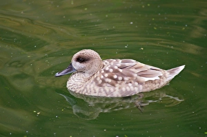 Marbled Teal. Marmaronetta Angustirostris Marbled Teal. Marmaronetta Angustirostris