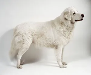 Maremma sheepdog on all fours, side on Maremma sheepdog on all fours, side on