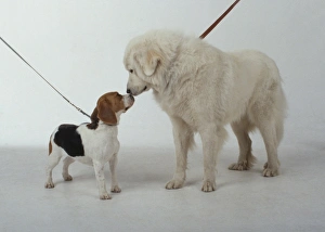 Maremma Sheepdog and Beagle puppy with noses touching Maremma Sheepdog and Beagle puppy with noses touching
