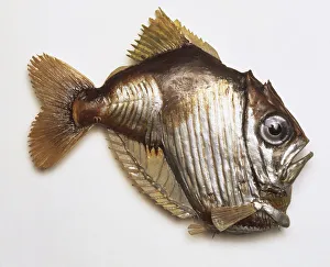 Marine Hatchetfish, Argyropelecus affinis, a blade-like silvery hatchet fish Marine Hatchetfish, Argyropelecus affinis, a blade-like silvery hatchet fish