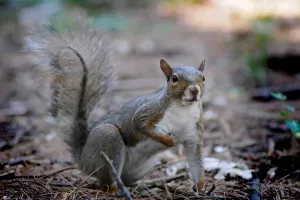 Squirrel Print (Horizontal) Artwork
