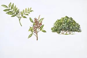 Mastic Tree (Pistacia lentiscus) plant with flower, leaf and drupe, illustration Mastic Tree (Pistacia lentiscus) plant with flower, leaf and drupe, illustration