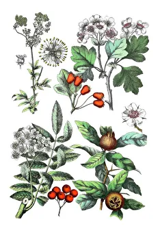 Meadowsweet, Filipendula ulmaria (top left), midland hawthorn Meadowsweet, Filipendula ulmaria (top left), midland hawthorn
