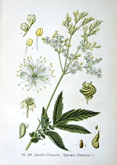 Meadowsweet (Spirea ulmaria or Filipendula ulmaria) perennial herb native of Europe Meadowsweet (Spirea ulmaria or Filipendula ulmaria) perennial herb native of Europe