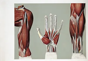 Medical illustration of Muscular system, Anterior arm, palm of hand and forearm muscles, drawing Medical illustration of Muscular system, Anterior arm, palm of hand and forearm muscles, drawing