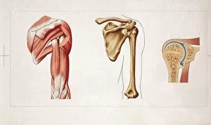 Shoulder Joint Gallery: Medical illustration of Musculoskeletal (locomotor) system with skeleton