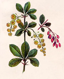 Medicinal plant Medicinal plant