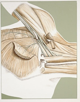 Medicine: Human body, Brachial plexus, illustration Medicine: Human body, Brachial plexus, illustration