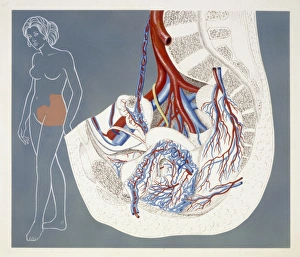 Medicine: Human body, Circulatory system, arteries and veins, female pelvis, part right, illustration Medicine: Human body, Circulatory system, arteries and veins, female pelvis, part right, illustration