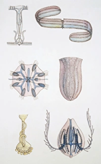 Medium group of Ctenophores, illustration
