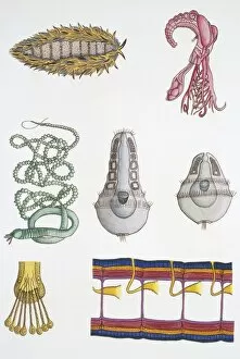 Medium group of polychaetes, illustration