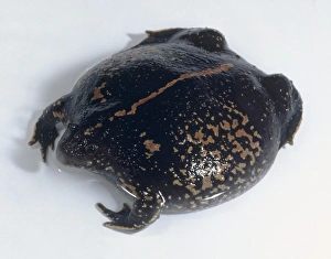 Mexican burrowing toad (Rhinophrynus dorsalis), close-up, high angle view Mexican burrowing toad (Rhinophrynus dorsalis), close-up, high angle view