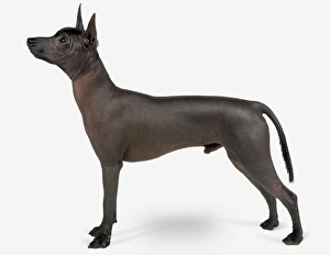 Mexican Hairless Dog (Xoloitzcuintli), side view Mexican Hairless Dog (Xoloitzcuintli), side view