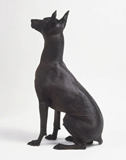 Mexican hairless sitting upright and facing away Mexican hairless sitting upright and facing away