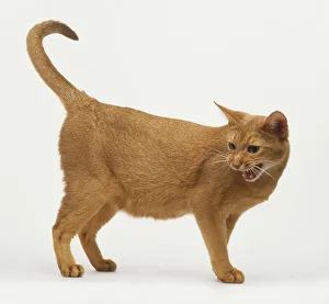 <b class=qtipBold><figcaption>A miaowing cat</figcaption></b><br>A miaowing cat.<br><em>© Dorling Kindersley/UIG</em> A miaowing cat