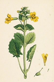 Mimulus luteus, Yellow Monkey-flower Mimulus luteus, Yellow Monkey-flower