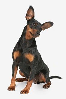 Minature Pinscher (Zwergpinscher) looking to the side Minature Pinscher (Zwergpinscher) looking to the side