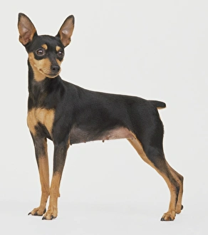 Miniature Pinscher (Canis familiaris) standing, head turned to left, side view Miniature Pinscher (Canis familiaris) standing, head turned to left, side view