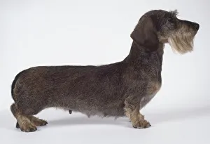 Miniature wire haired dachshund: miniature dachshund, on all fours, side on Miniature wire haired dachshund: miniature dachshund, on all fours, side on