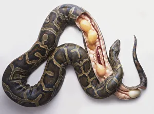Model of Burmese python (Python molurus bivittatus) laying eggs, cross-section Model of Burmese python (Python molurus bivittatus) laying eggs, cross-section