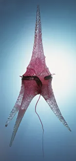 <b class=qtipBold><figcaption>Model of Ceratium</figcaption></b><br><em>© Dorling Kindersley/UIG</em> Model of Ceratium
