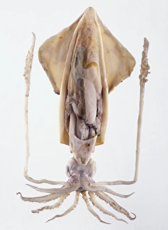 Model of Giant squid (Architheutis sp.) Model of Giant squid (Architheutis sp.)