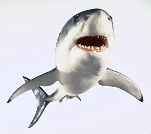 <b class=qtipBold><figcaption>Model of a great white shark</figcaption></b><br><em>© Dorling Kindersley/UIG</em> Model of a great white shark