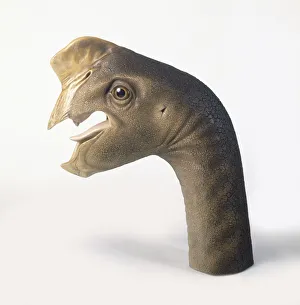 Model of head of Oviraptor dinosaur, showing open mouth, side view Model of head of Oviraptor dinosaur, showing open mouth, side view
