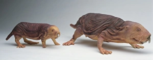 Model of two Naked mole rats (Heterocephalus glaber), queen and worker Model of two Naked mole rats (Heterocephalus glaber), queen and worker