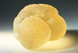 <b class=qtipBold><figcaption>Model of pine pollen</figcaption></b><br><em>© Dorling Kindersley/UIG</em> Model of pine pollen