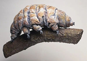 <b class=qtipBold><figcaption>Model of Tardigrade, side view</figcaption></b><br><em>© Dorling Kindersley/UIG</em> Model of Tardigrade, side view