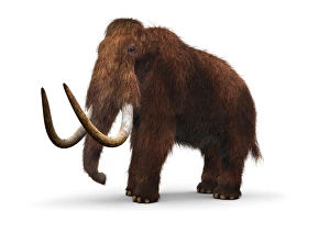 Deinotherium (white background)