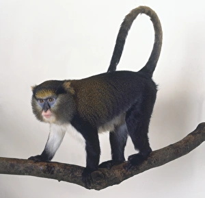 Mona Monkey, Cercopithecus mona, standing on all fours on tree branch Mona Monkey, Cercopithecus mona, standing on all fours on tree branch