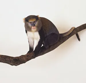 Mona Monkey (Cercopithecus mona) blue and pink face, bright yellow eyebrows Mona Monkey (Cercopithecus mona) blue and pink face, bright yellow eyebrows