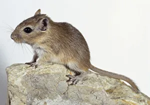 Mongolian Gerbil, large eyes, large back feet, pale fur for desert camouflage Mongolian Gerbil, large eyes, large back feet, pale fur for desert camouflage