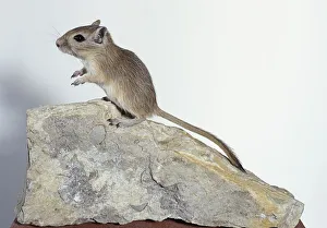 Mongolian gerbil (Meriones unguiculatus) standing on a rock, side view Mongolian gerbil (Meriones unguiculatus) standing on a rock, side view