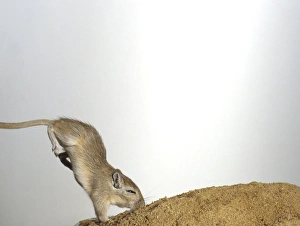 Mongolian gerbil (Meriones unguiculatus) landing face-down after jump Mongolian gerbil (Meriones unguiculatus) landing face-down after jump