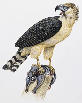 Monkey Eating Eagle, Pithecophaga jefferyi, perched on a Flying Lemur Monkey Eating Eagle, Pithecophaga jefferyi, perched on a Flying Lemur