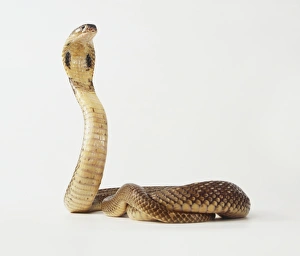 Monocled cobra (Naja kaouthia) with its head raised Monocled cobra (Naja kaouthia) with its head raised