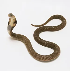 Monocled Cobra spreading the hood to make the head look larger Monocled Cobra spreading the hood to make the head look larger