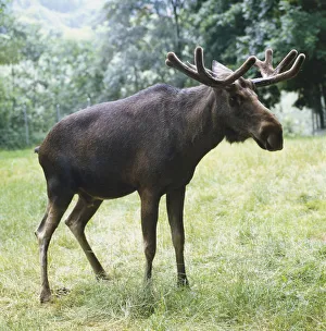 Moose, Alces alces, with brown fur, standing on grass, side view Moose, Alces alces, with brown fur, standing on grass, side view