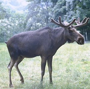 Moose (Alces alces) standing in grass, side view Moose (Alces alces) standing in grass, side view