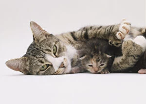 Mother cat lying down with tiny kitten lying between her front legs, mother cats constricted pupils show her relaxed contentment