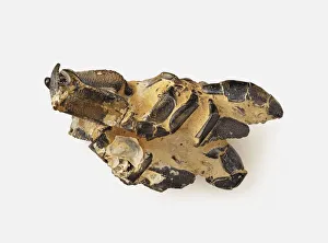 Mud Lobster (Thalassina anomala) fossil, ventral view Mud Lobster (Thalassina anomala) fossil, ventral view