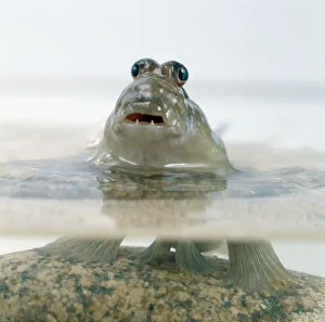 Mudskipper (Periophthalmus barbarus) on rock in fish tank with head above water Mudskipper (Periophthalmus barbarus) on rock in fish tank with head above water