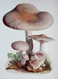 Murril, tricholoma bicolor, digital reproduction of an ilustration of Emil Doerstling (1859-1940)