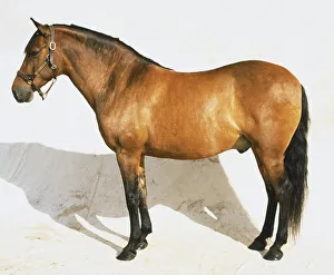 Mustang Horse