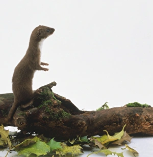 Mustela nivalis (Weasel, least weasel). Family Mustelidae. Weasel standing upright on moss-covered log Mustela nivalis (Weasel, least weasel). Family Mustelidae. Weasel standing upright on moss-covered log
